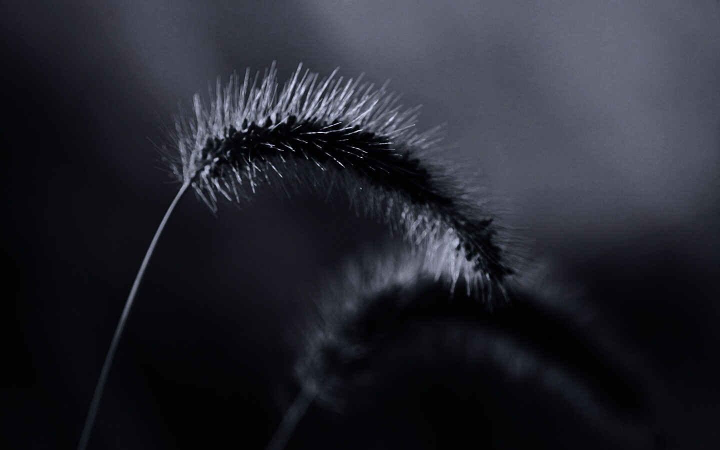 Травинка обои