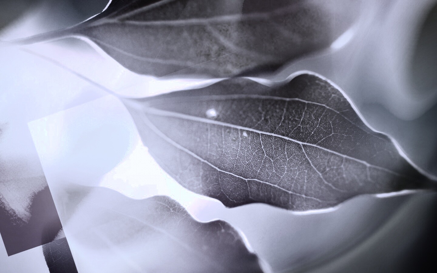 Радужные листья обои