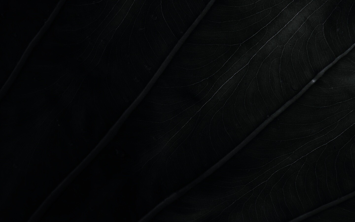 Прожилки на листе обои