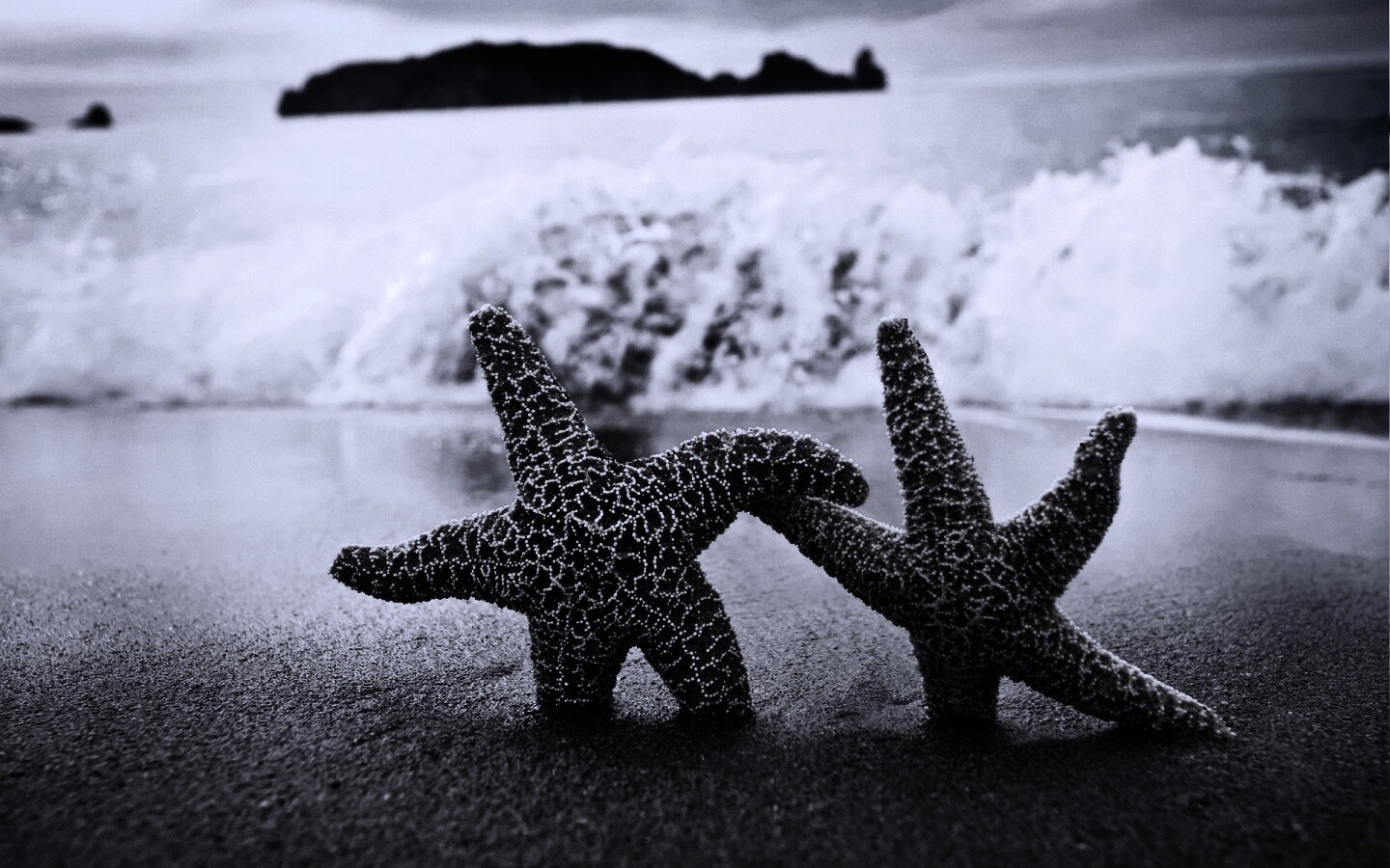 Две морские звезды обои