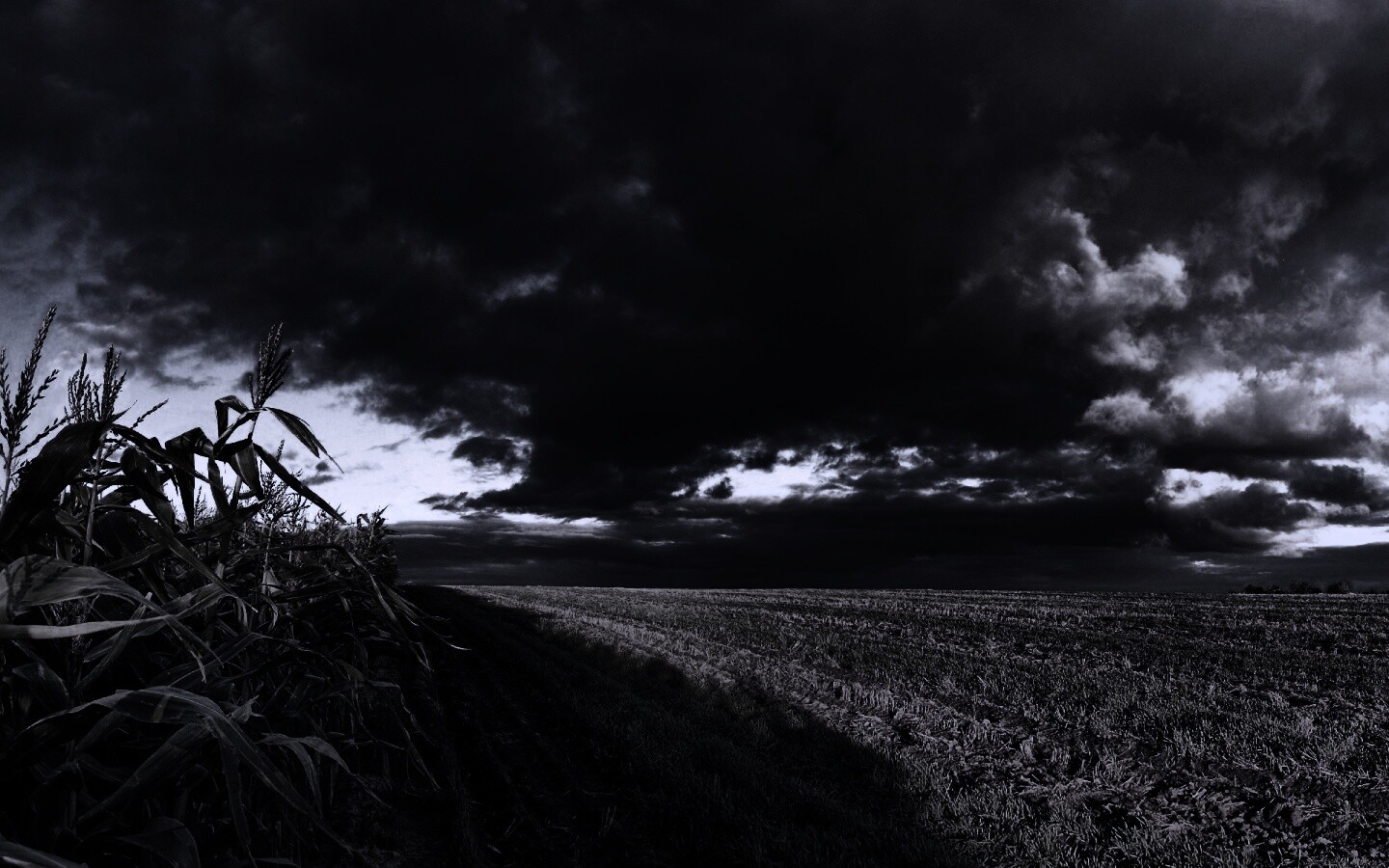 Кукурузное поле обои