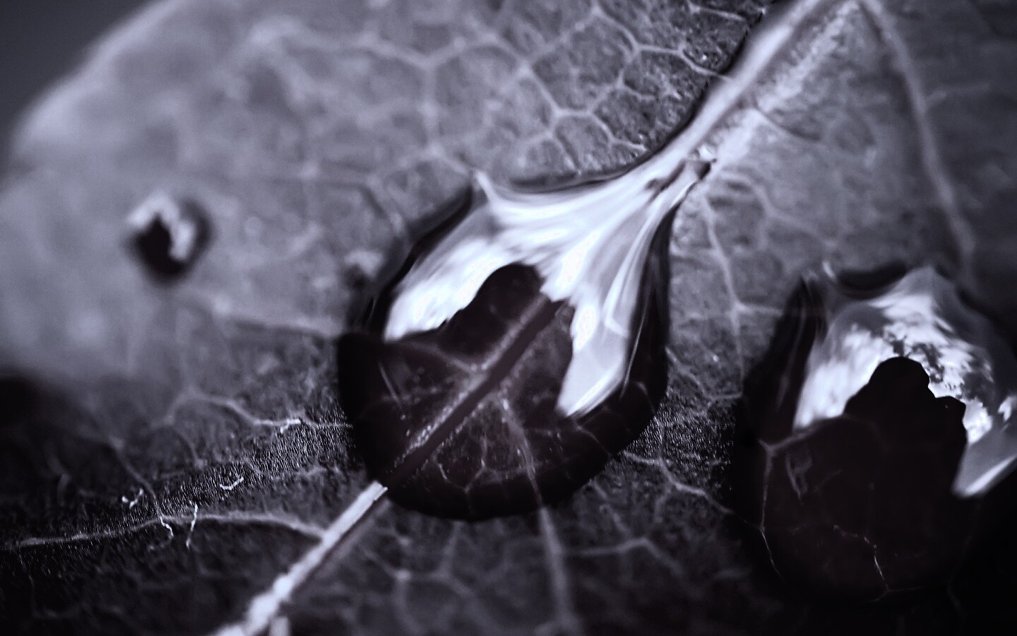 Две капли на красном листке обои