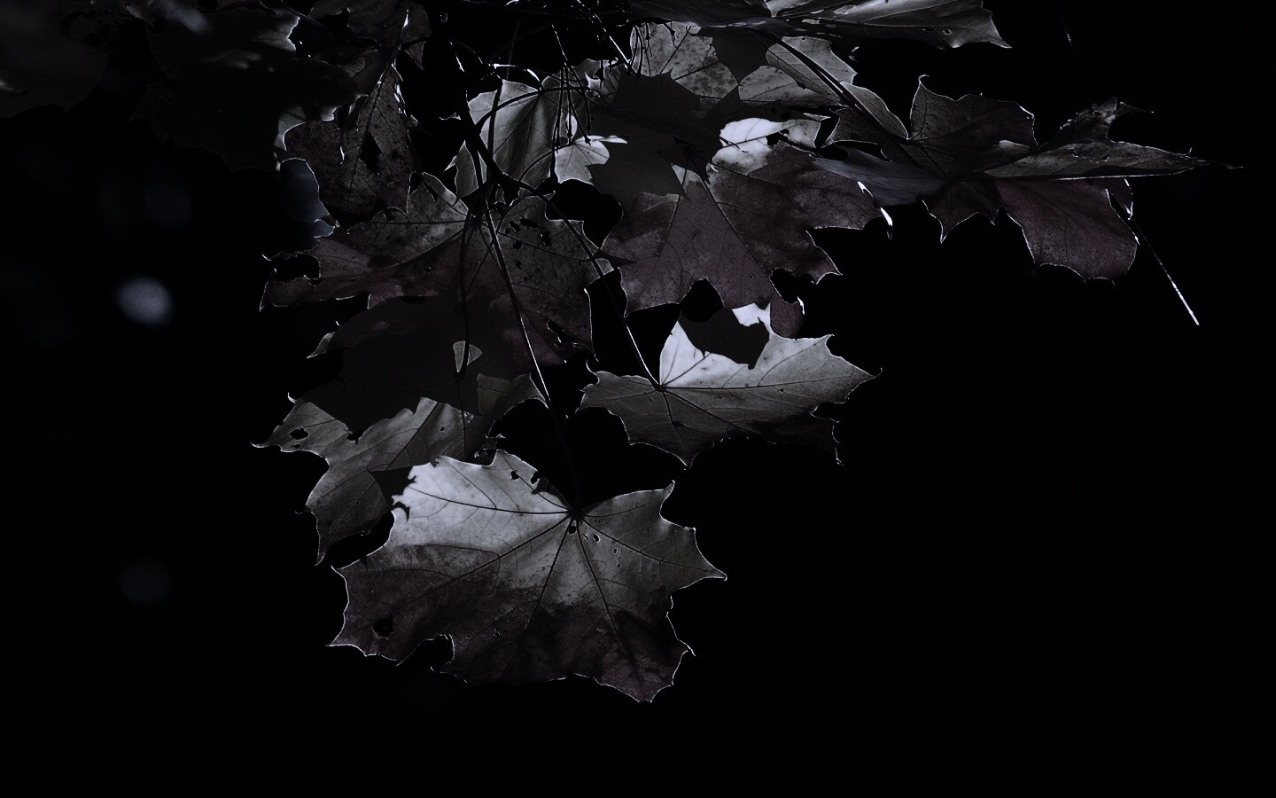 Колоритные осенние листья обои