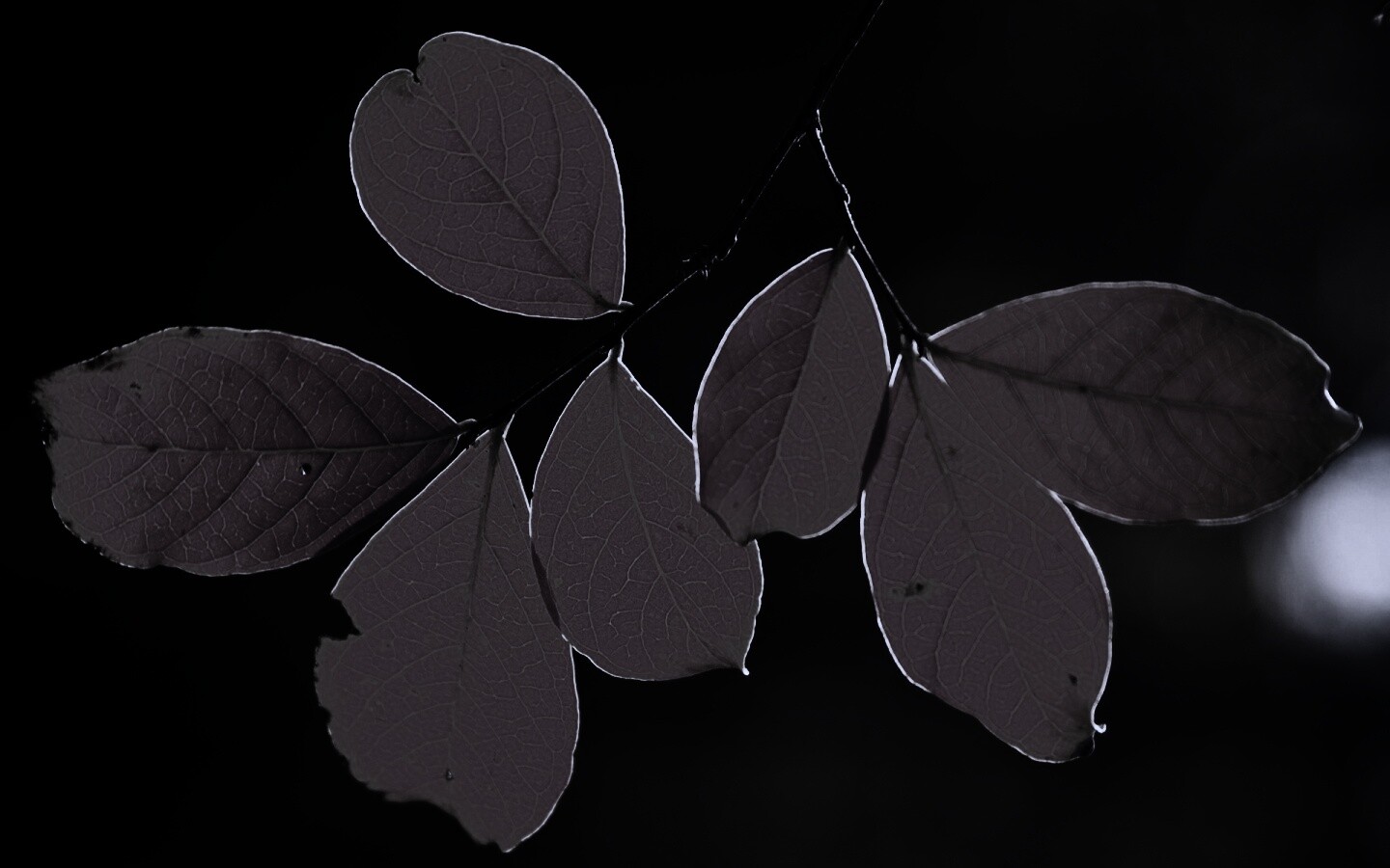 Ветка с оранжевыми листьями обои