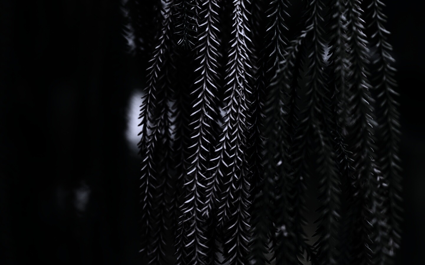 Зеленые колючки обои