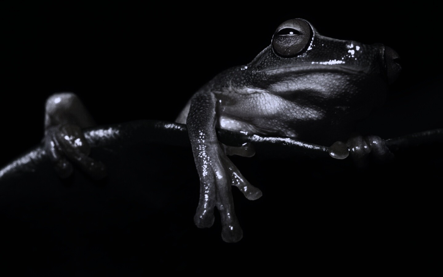 Лягушка на отдыхе обои