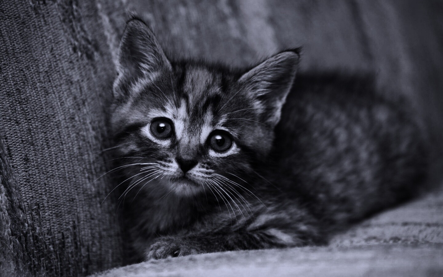 Милый маленький котенок обои