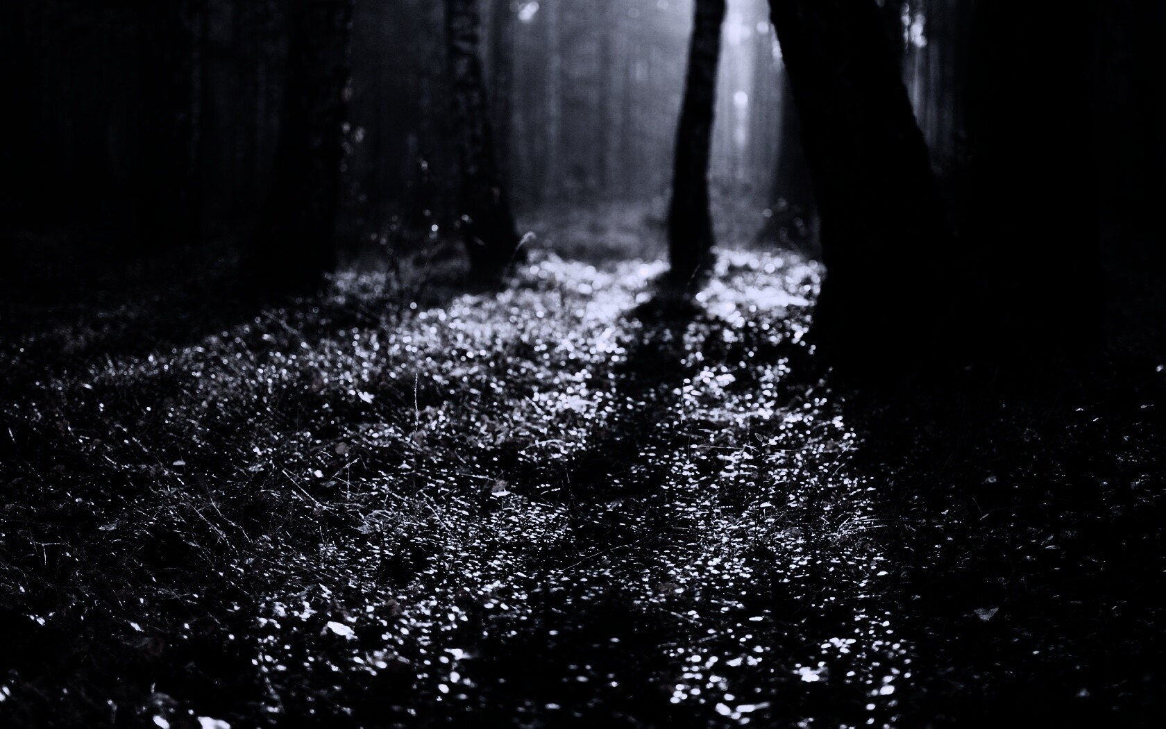 Лесная земля обои