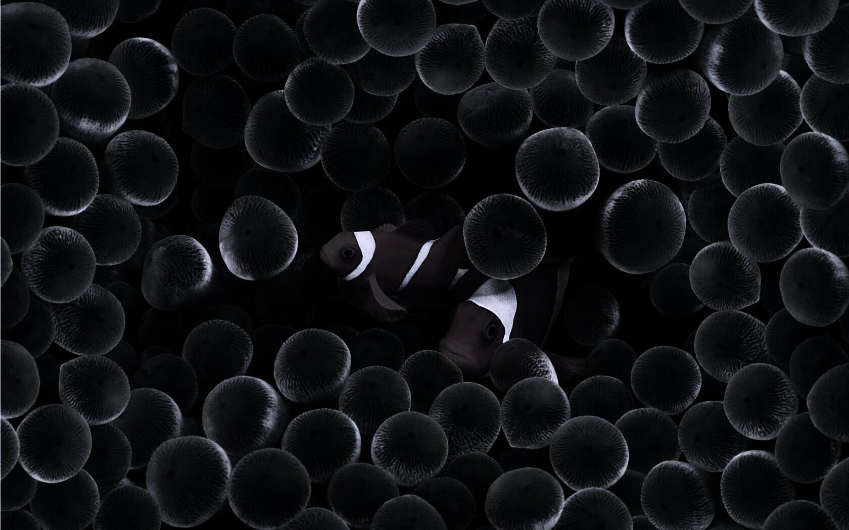 Рыбка клоун стандартные обои iPhone обои