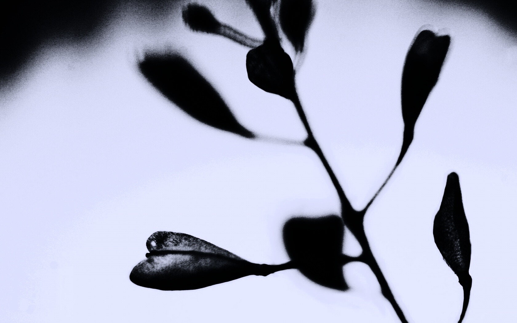 Усыхающие листья обои