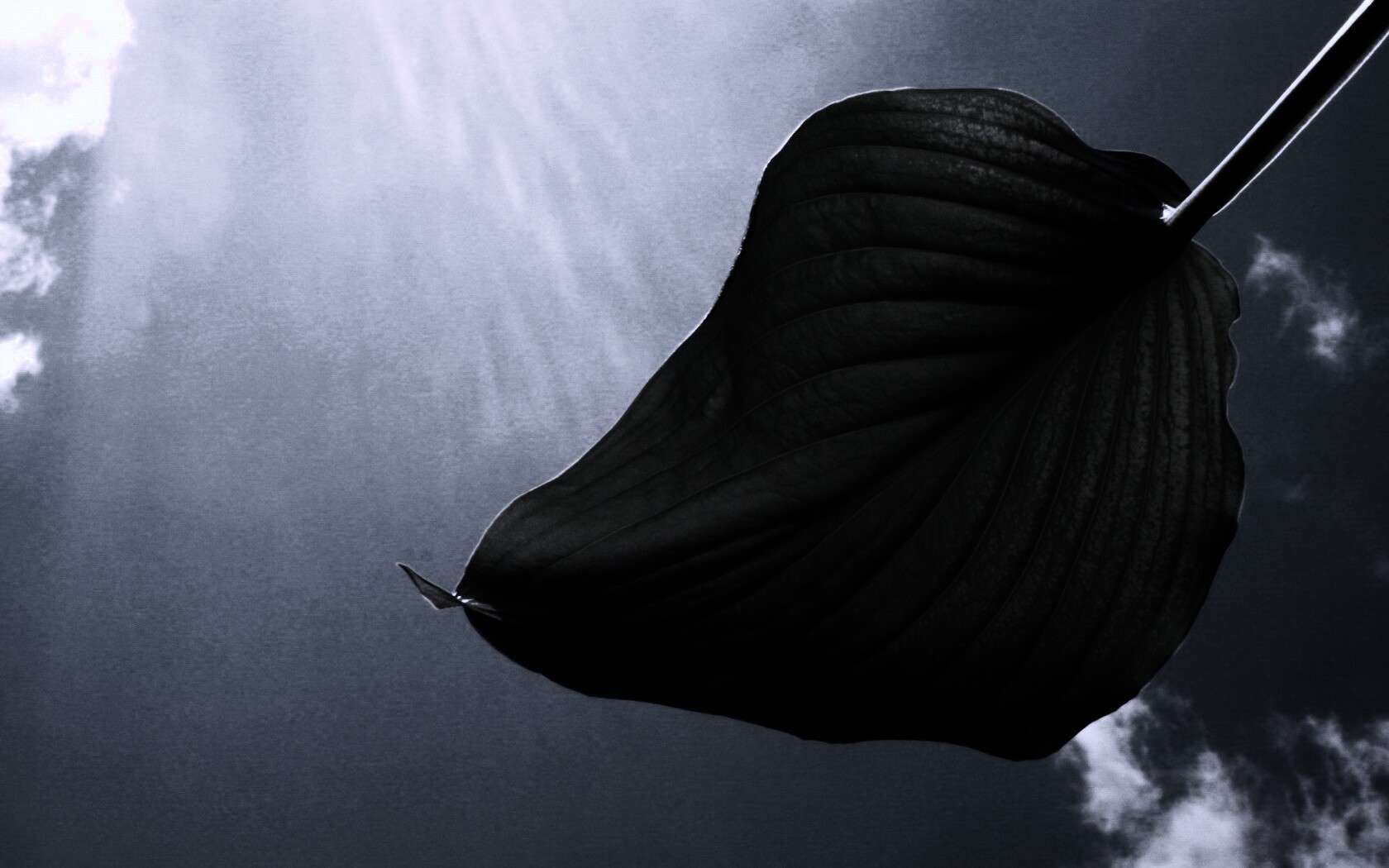 Листик тянется к солнцу обои