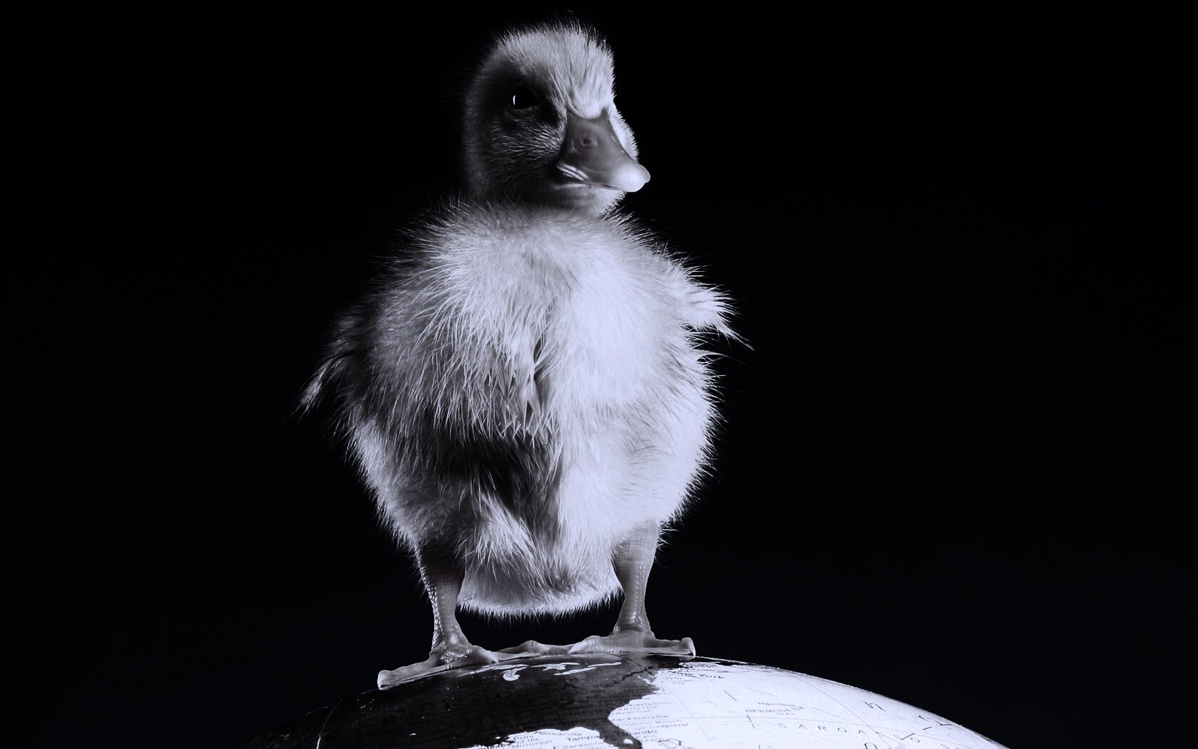 Утёнок на глобусе обои