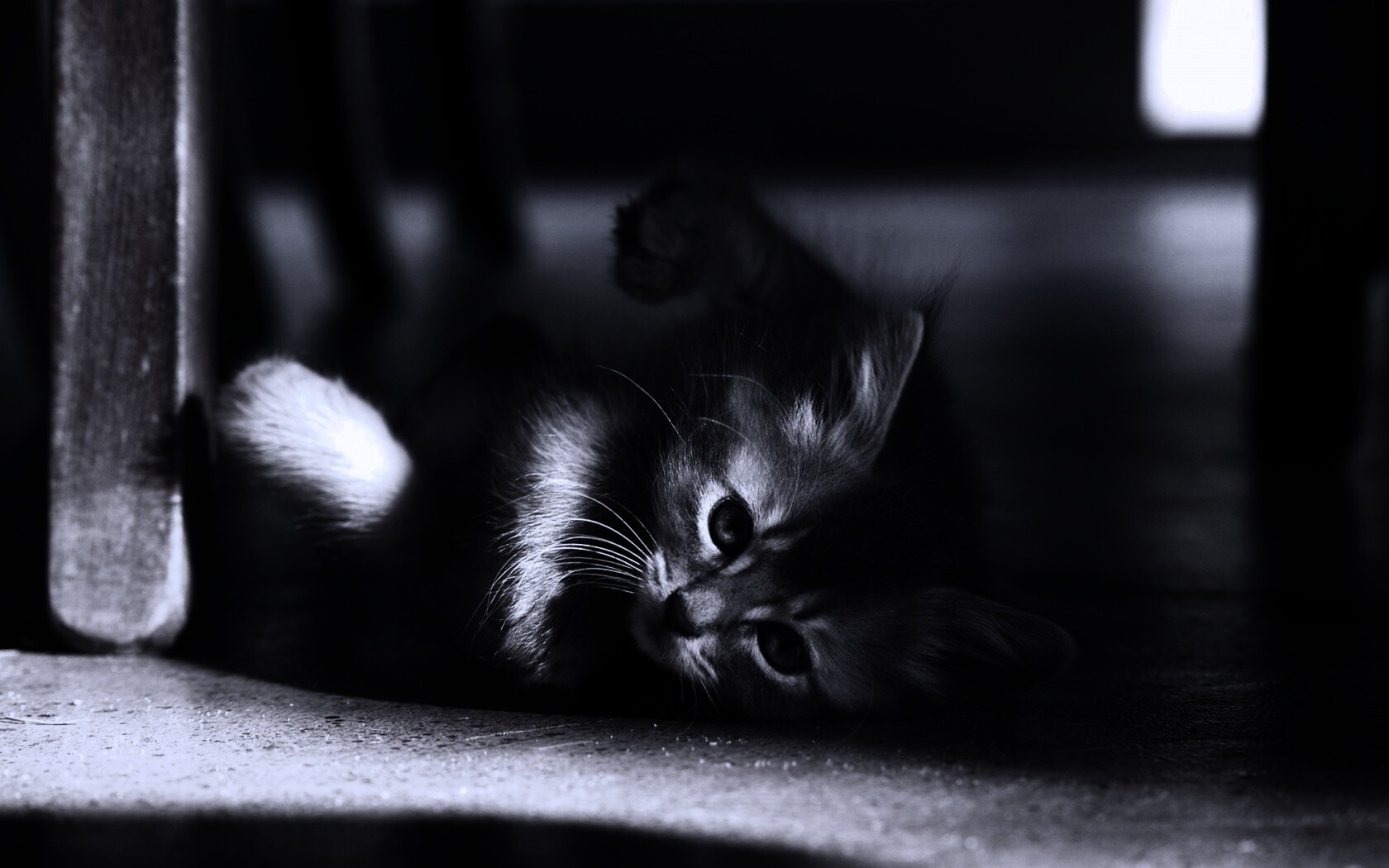 Котенок играет под стулом обои