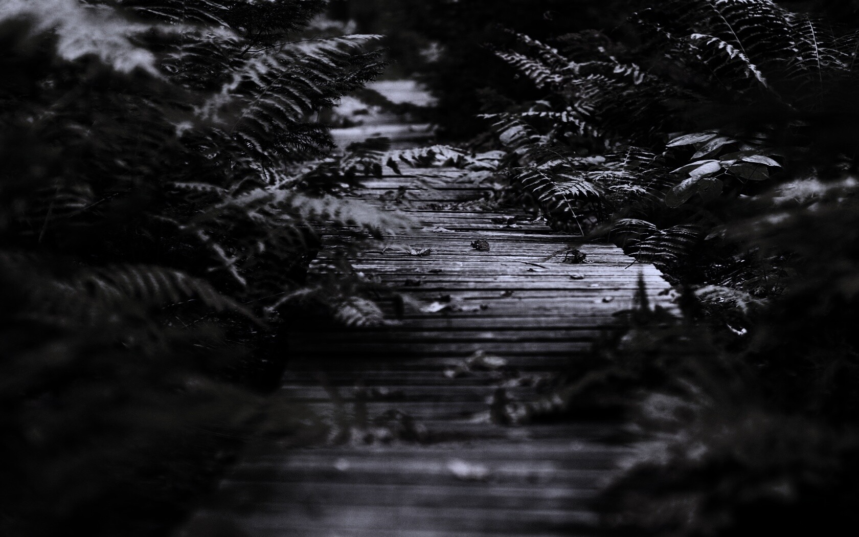 Деревянная дорожка обои