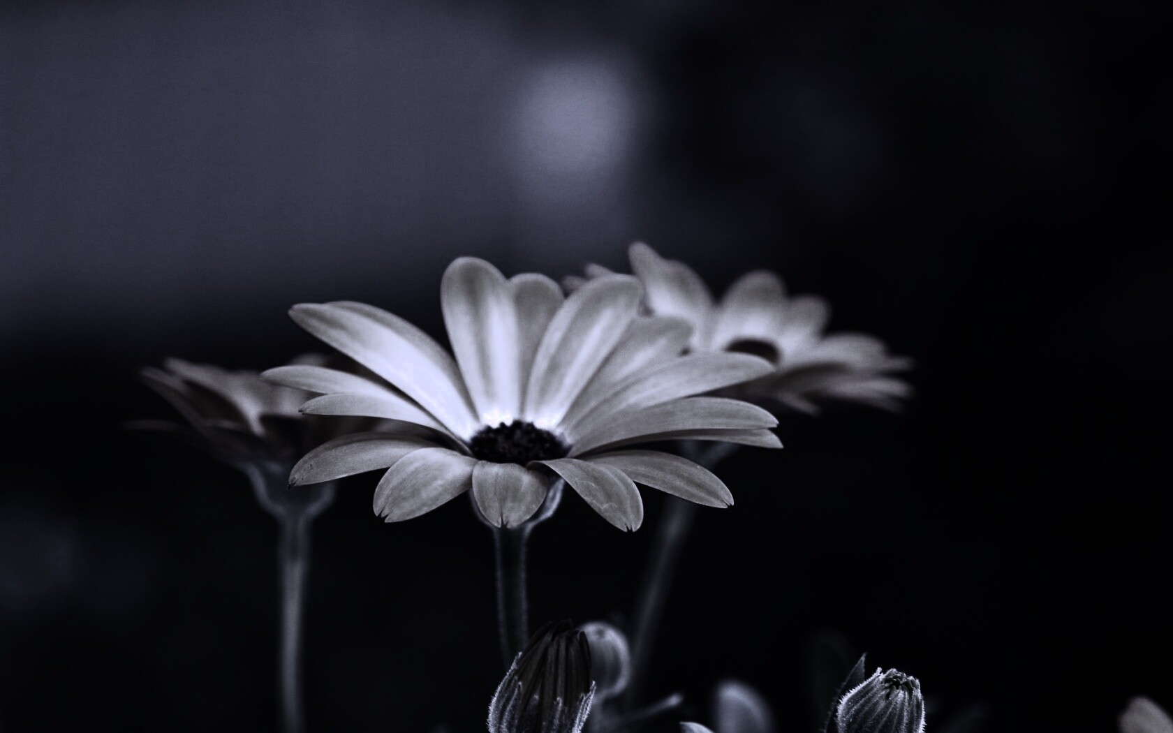 Три желтых цветка обои