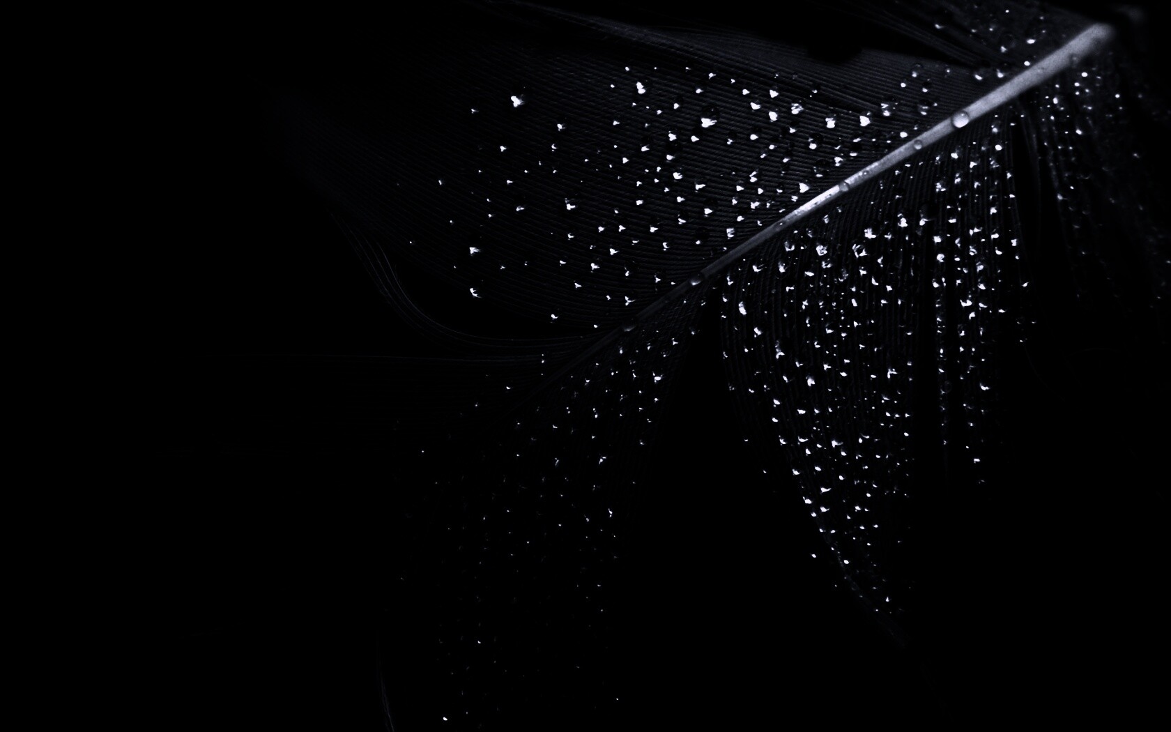 Капли на черном пере обои