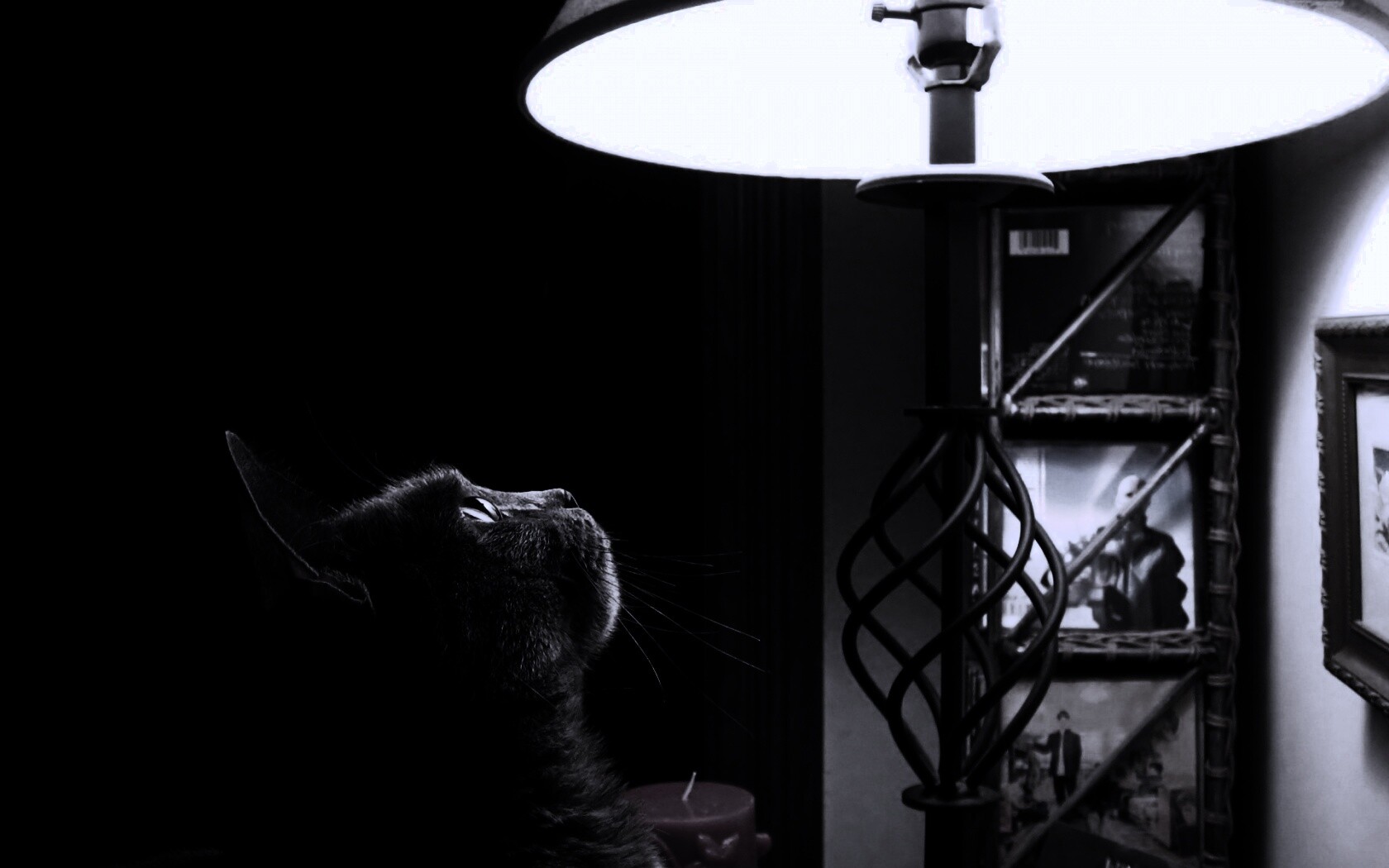 Кот смотрит под торшер обои