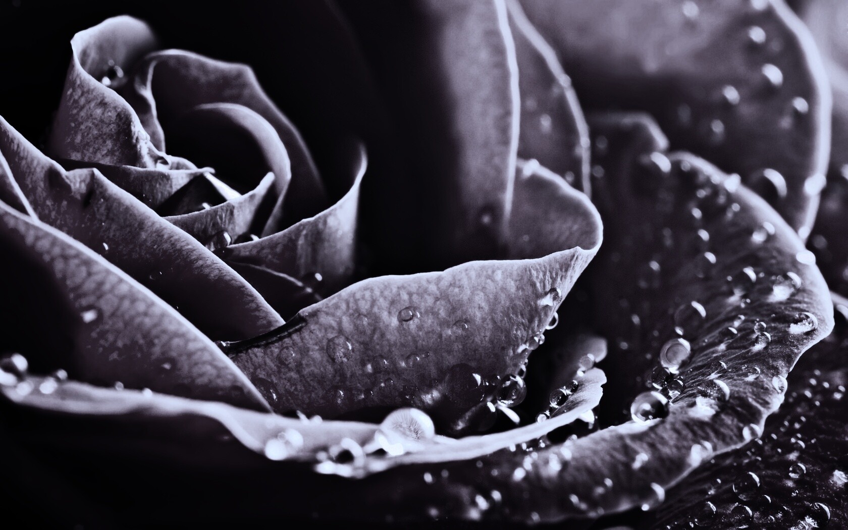 Капли на бутоне розы обои