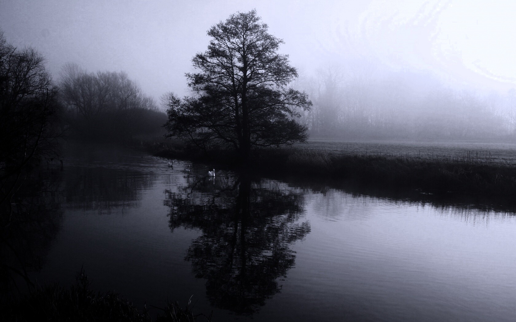 Дерево в тумане обои