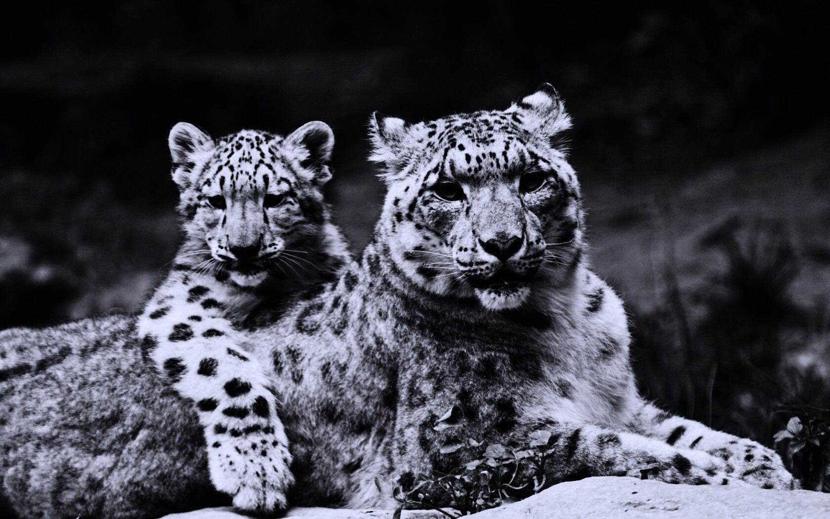Самка снежного барса с котенком обои