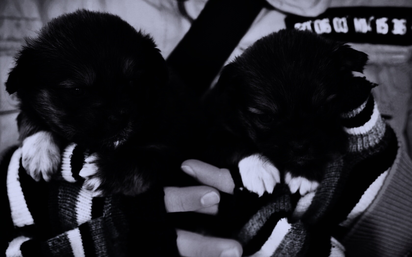 Два коричневых щенка обои