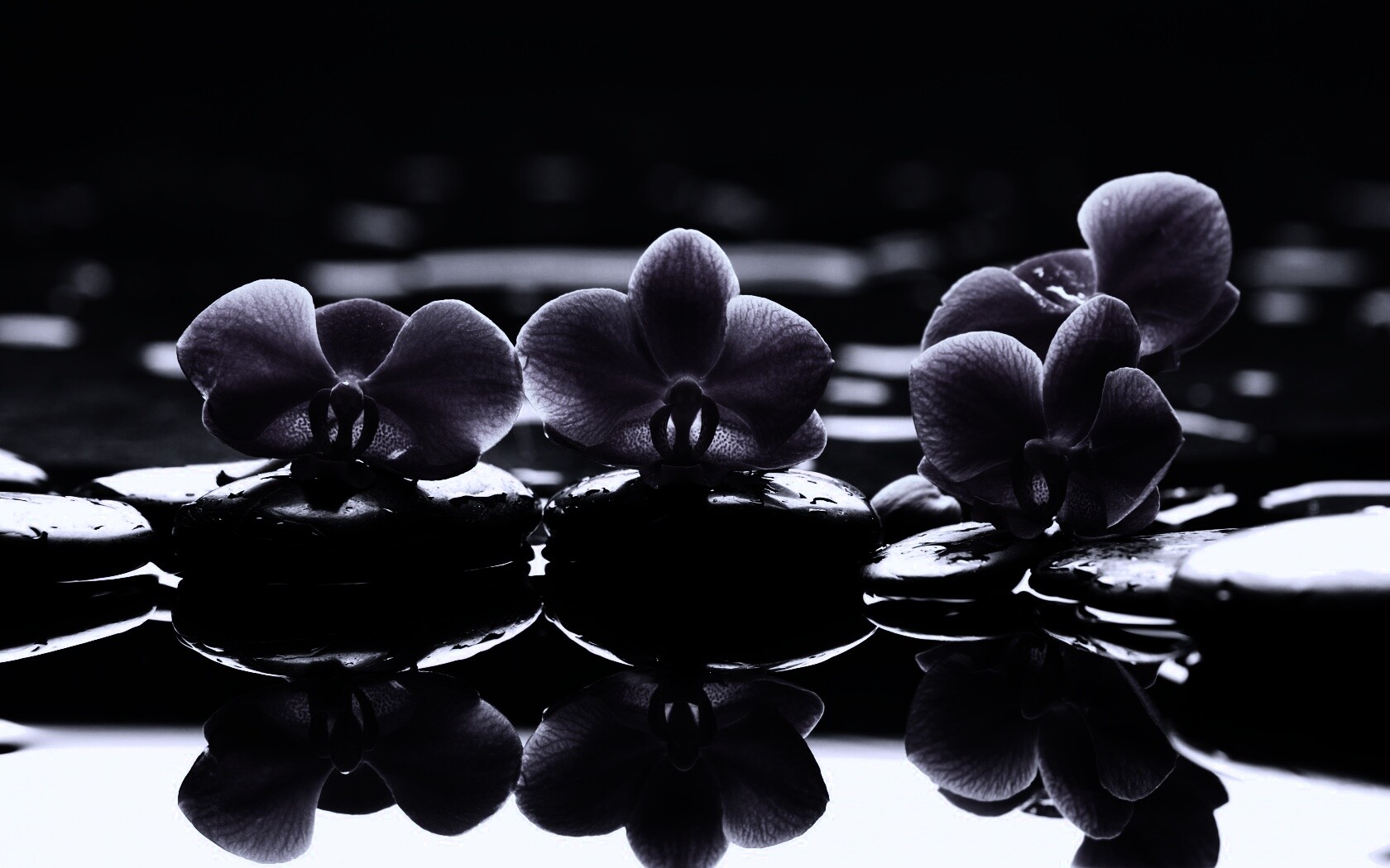 Орхидеи на камнях обои