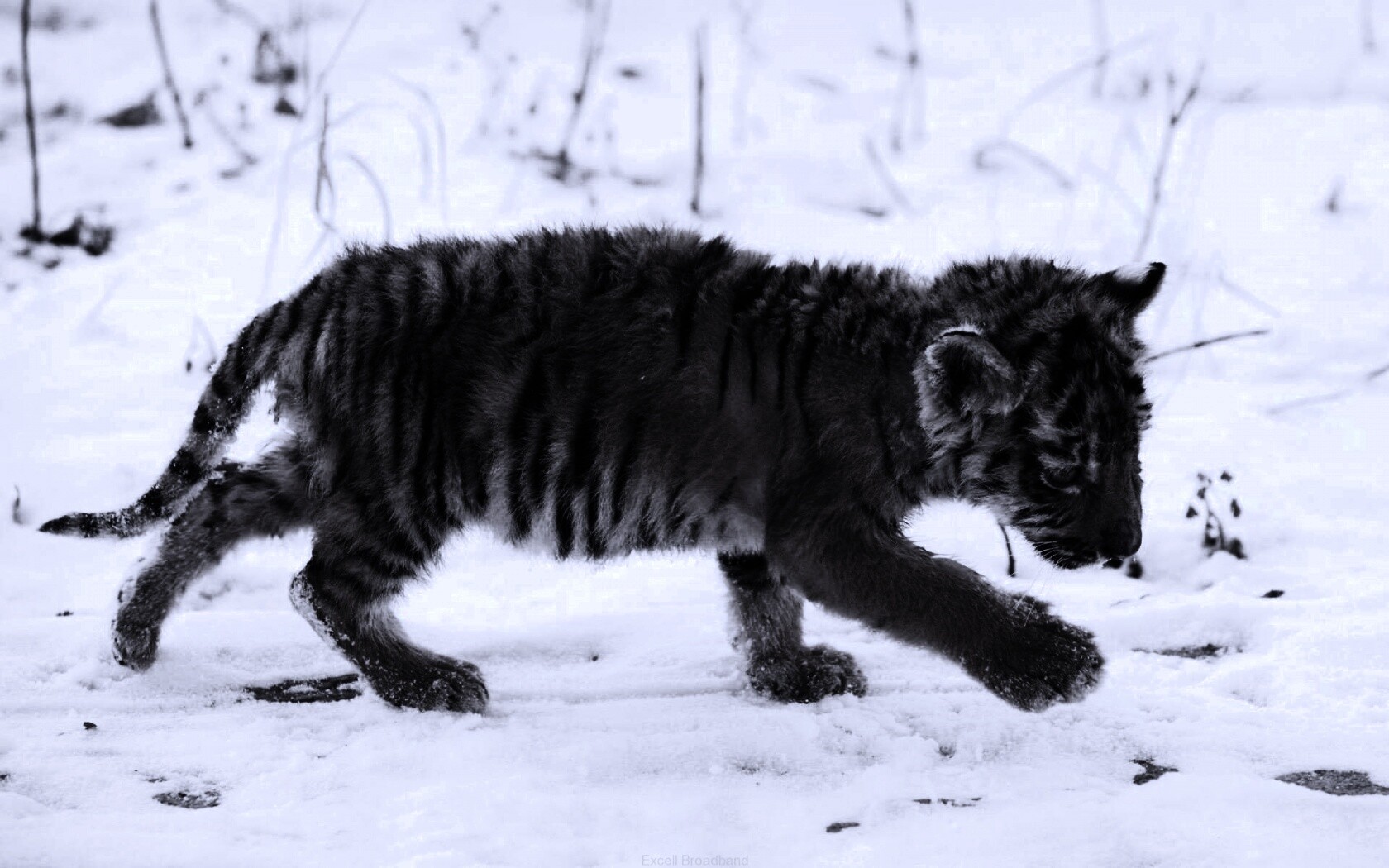 Тигренок на снегу обои