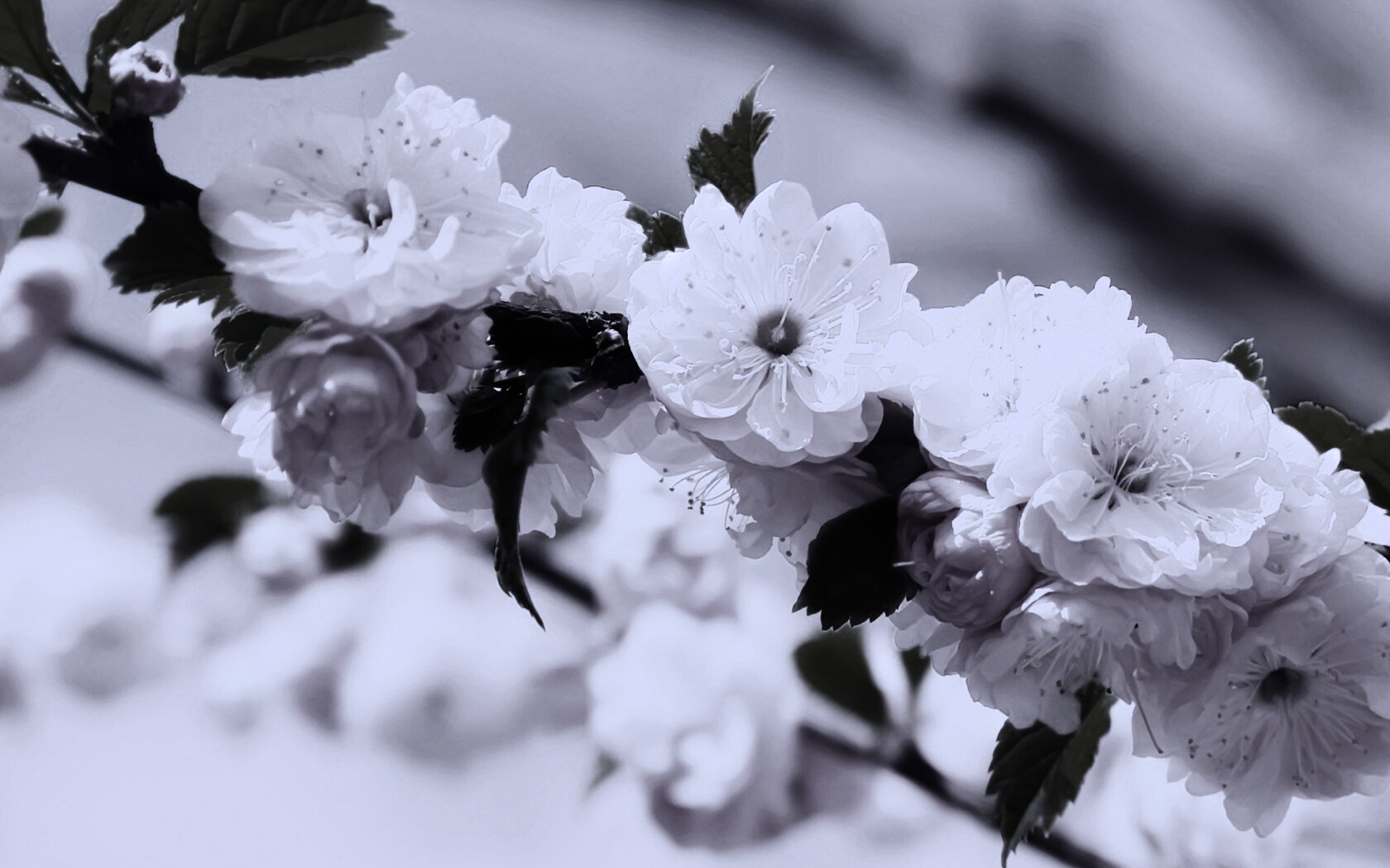 Ветка с цветами обои