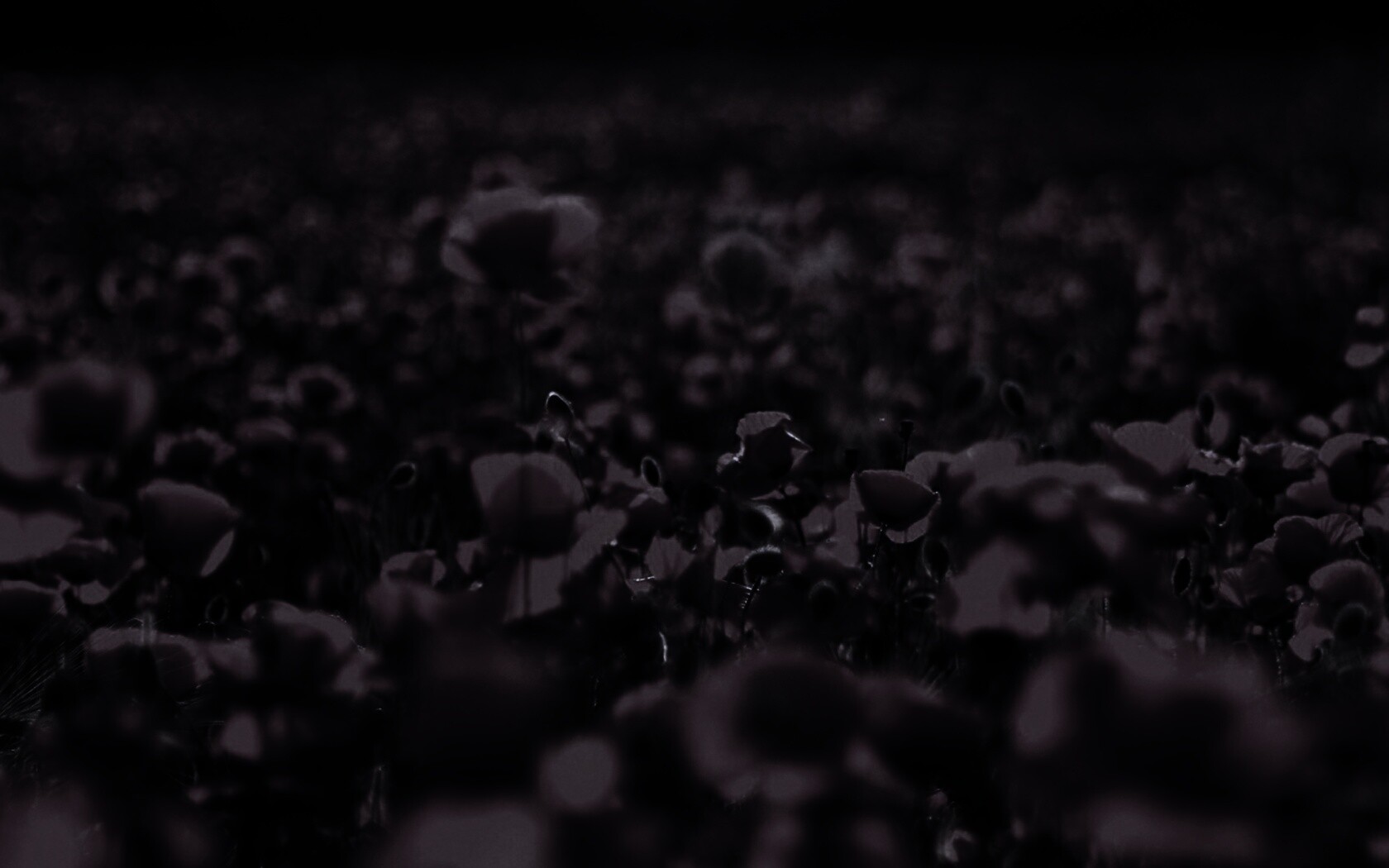 Маки в полях обои