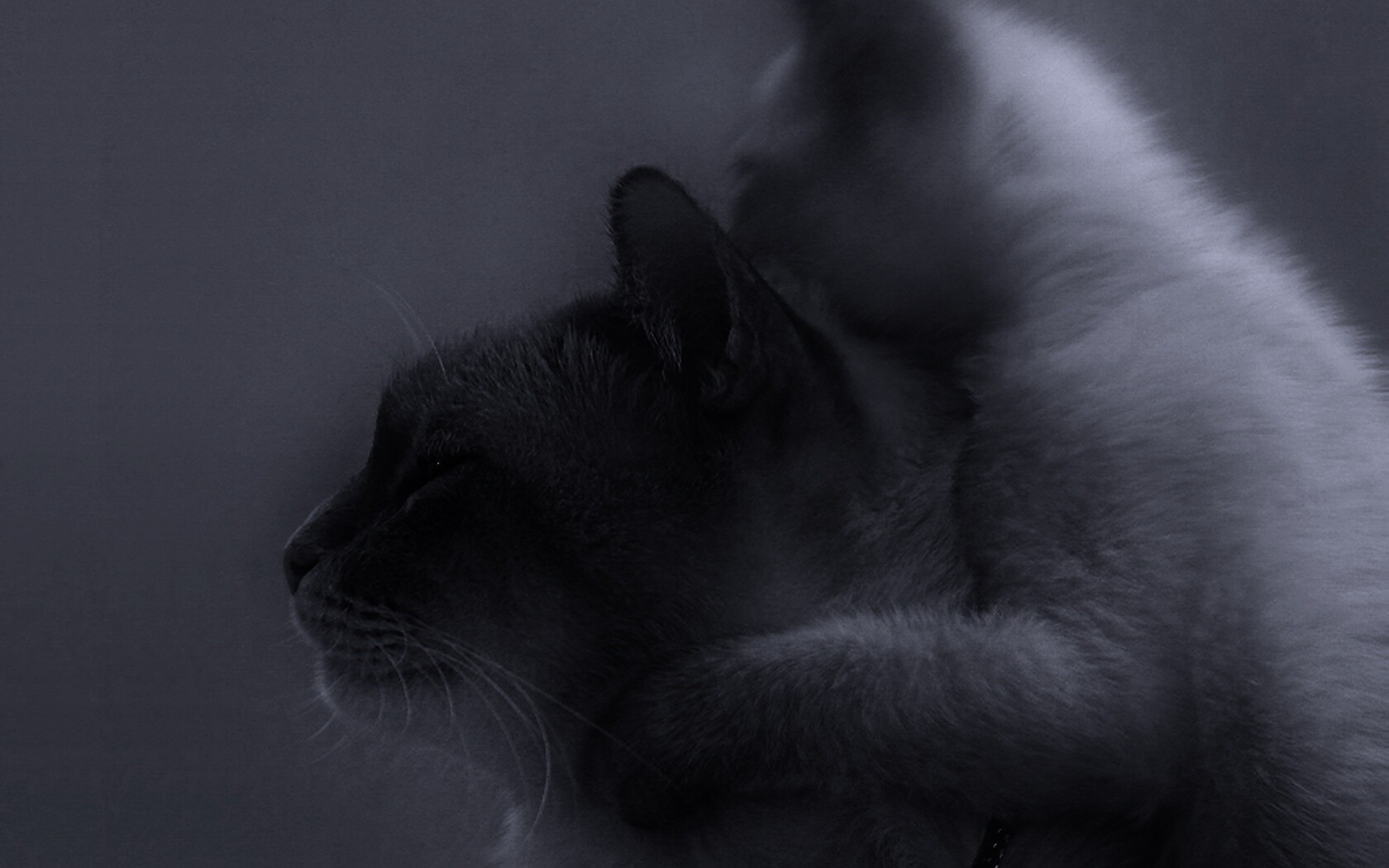 Котёнок обнимает маму обои