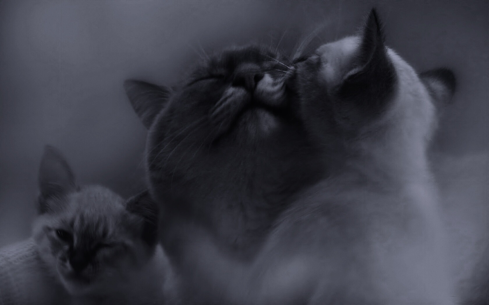 Котята с мамой обои