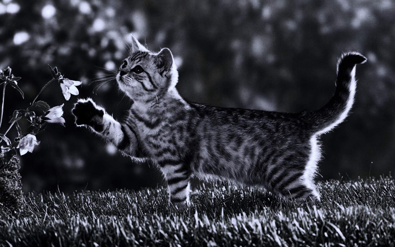 Котенок играет с цветами обои