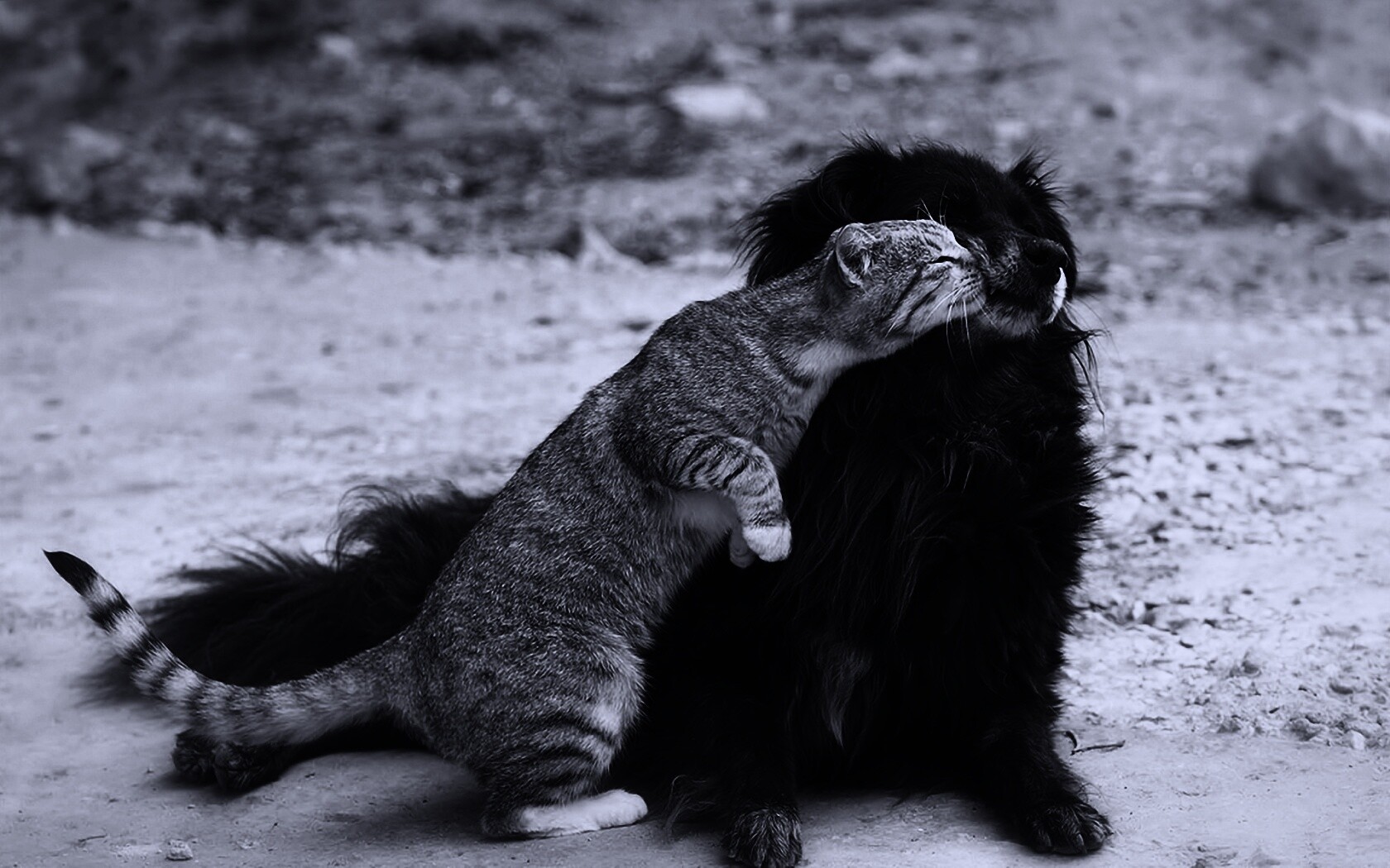 Поцелуй кошки и собаки обои