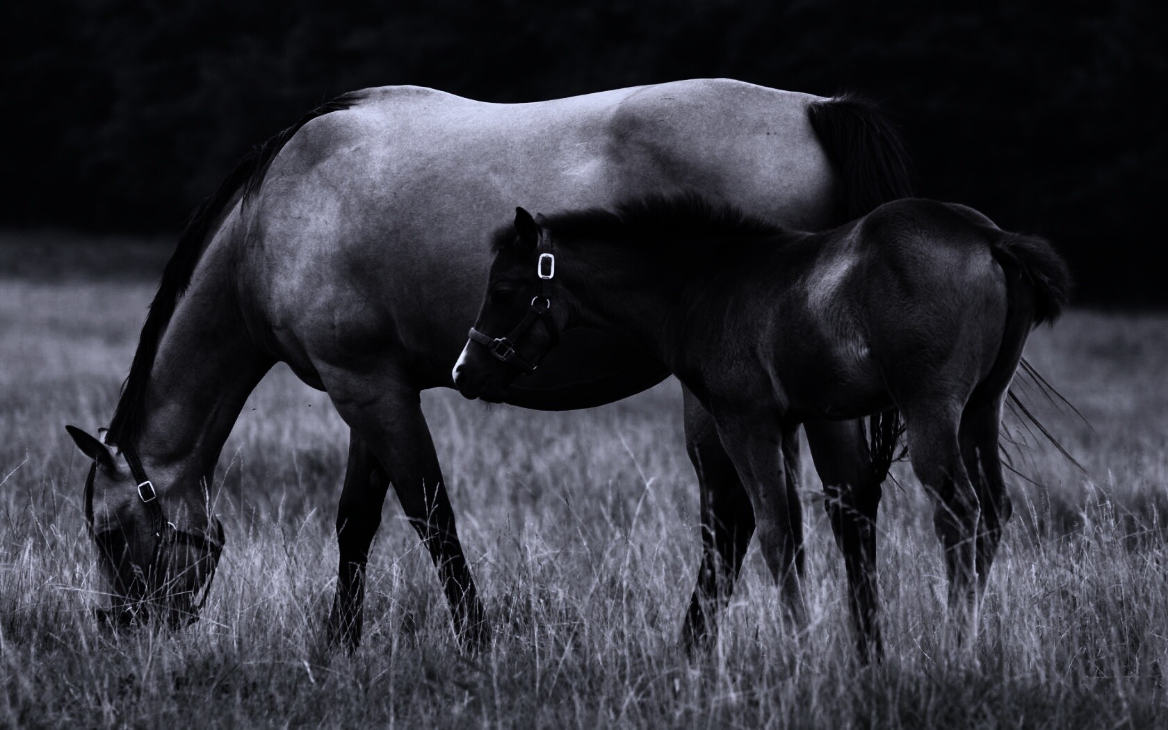 Жеребенок и беременная кобыла обои
