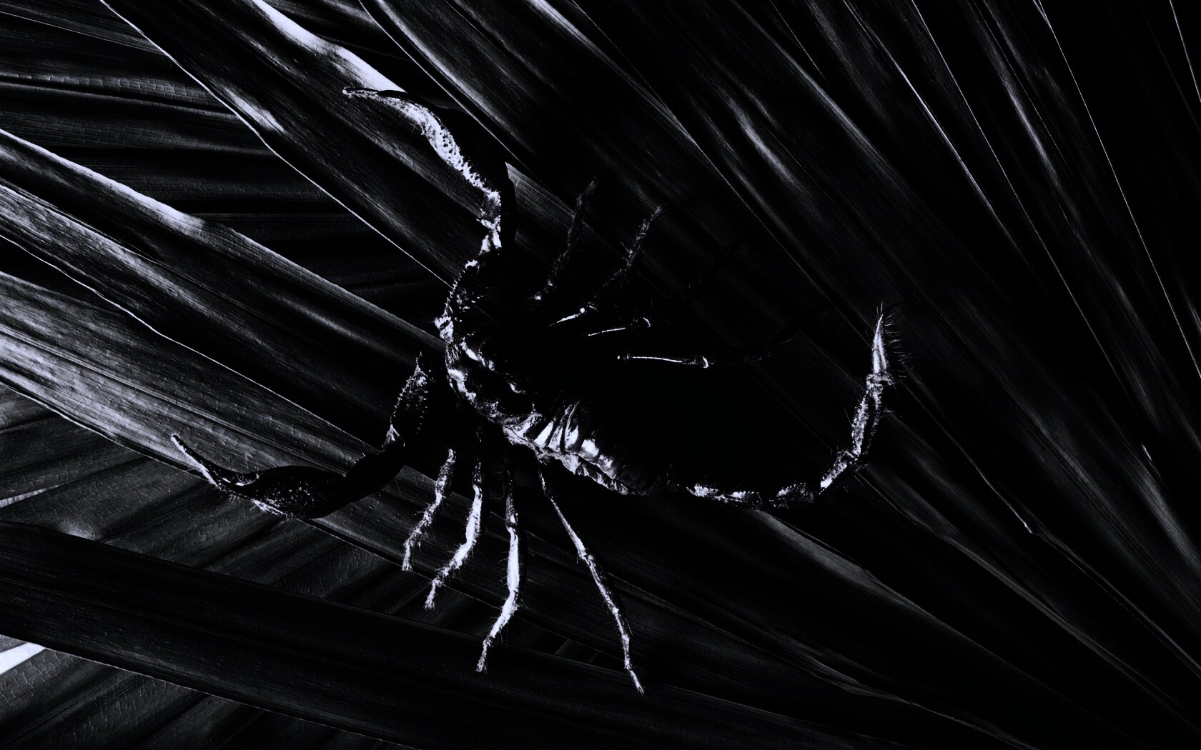 Скорпион на траве обои