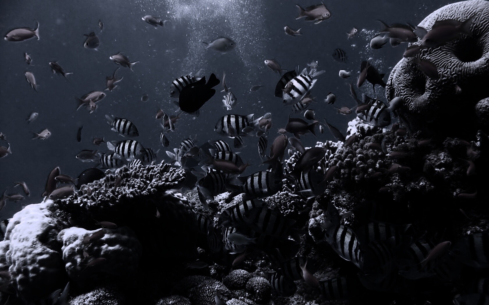 Жизнь в корраловом рифе обои