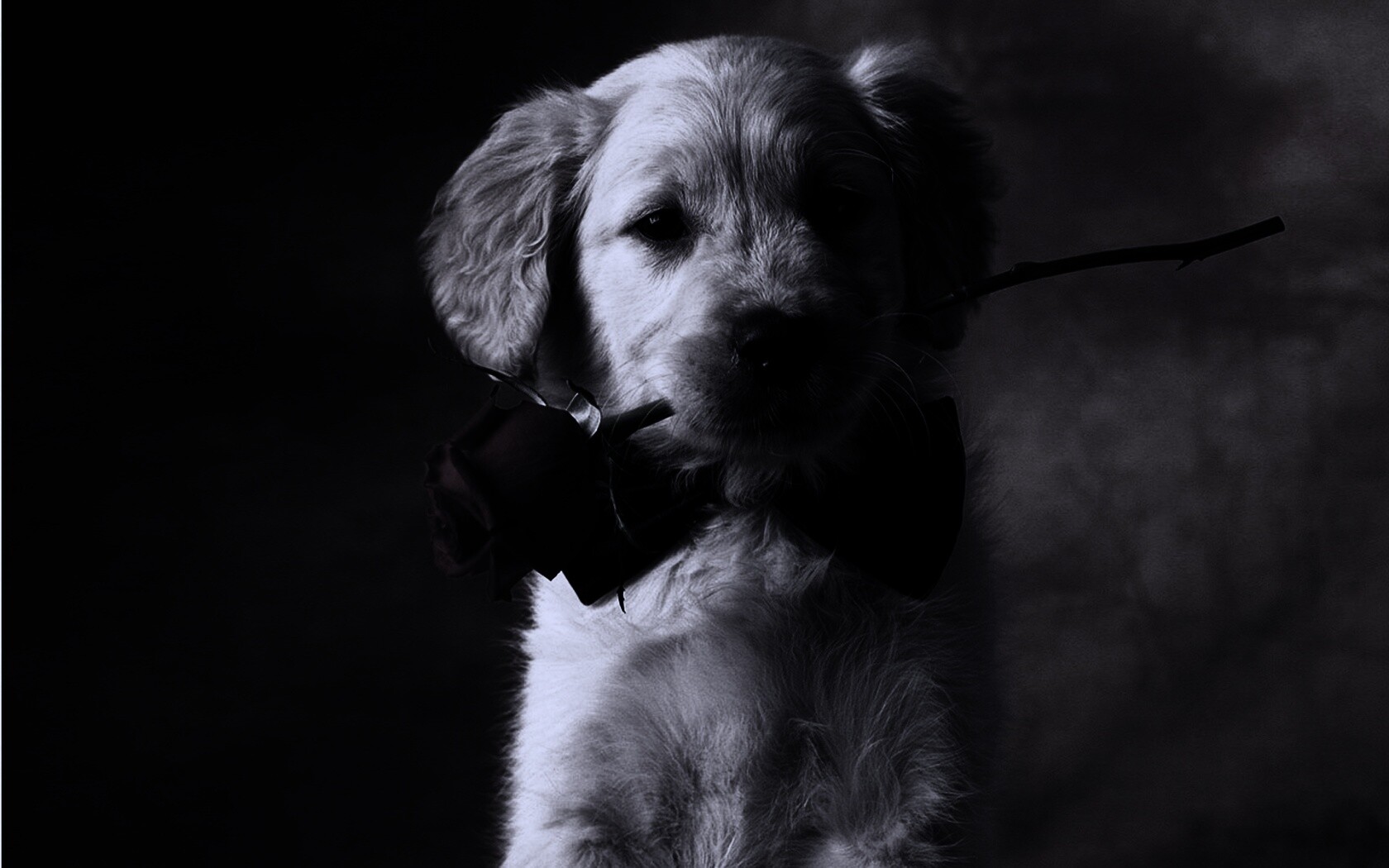 Щенок с розой в зубах обои