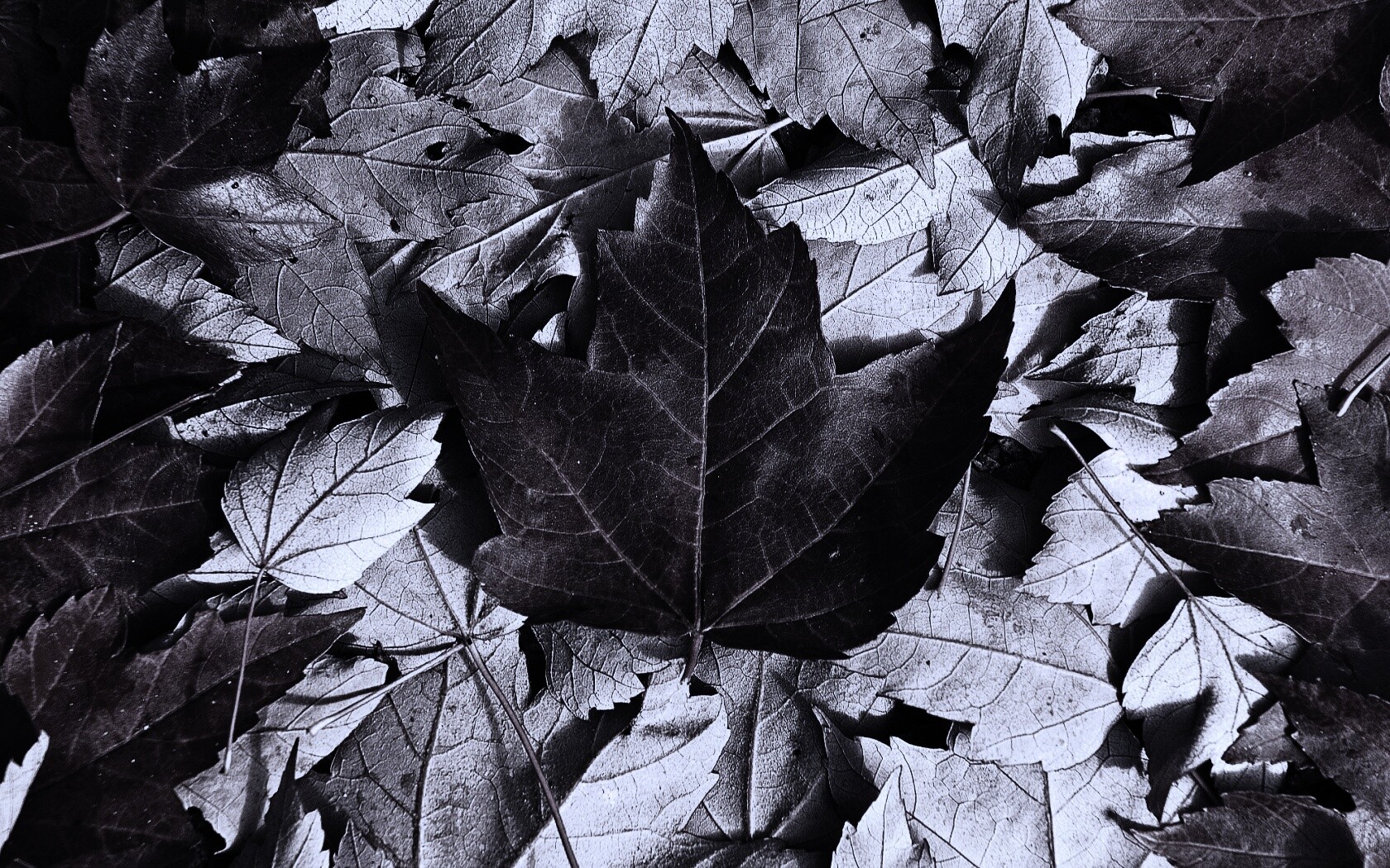 Флаг Канады из листьев обои