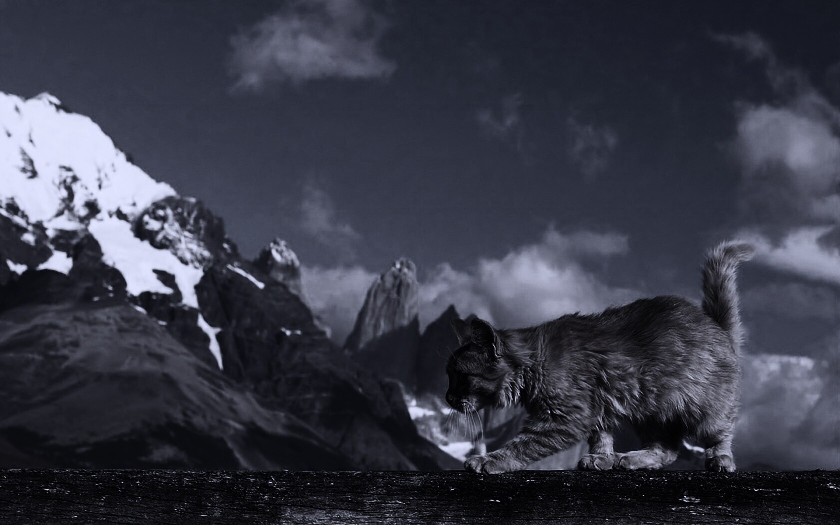 Рыжий котик в горах обои