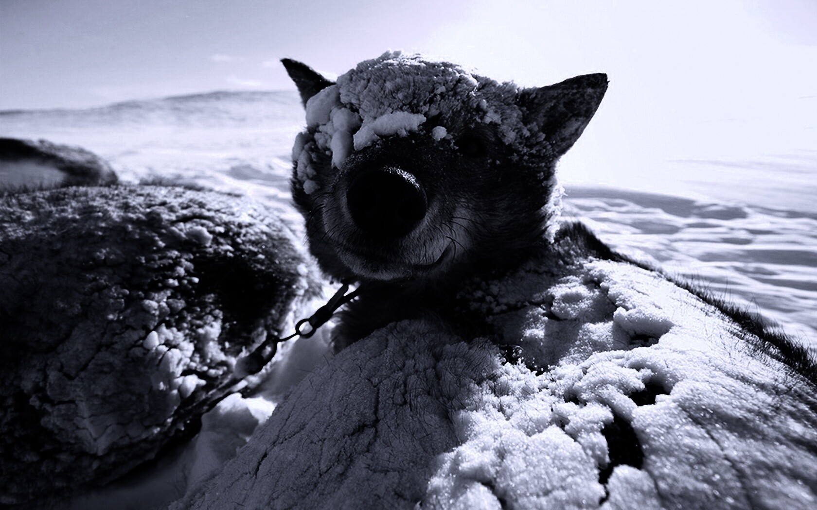 Собачка под снегом обои