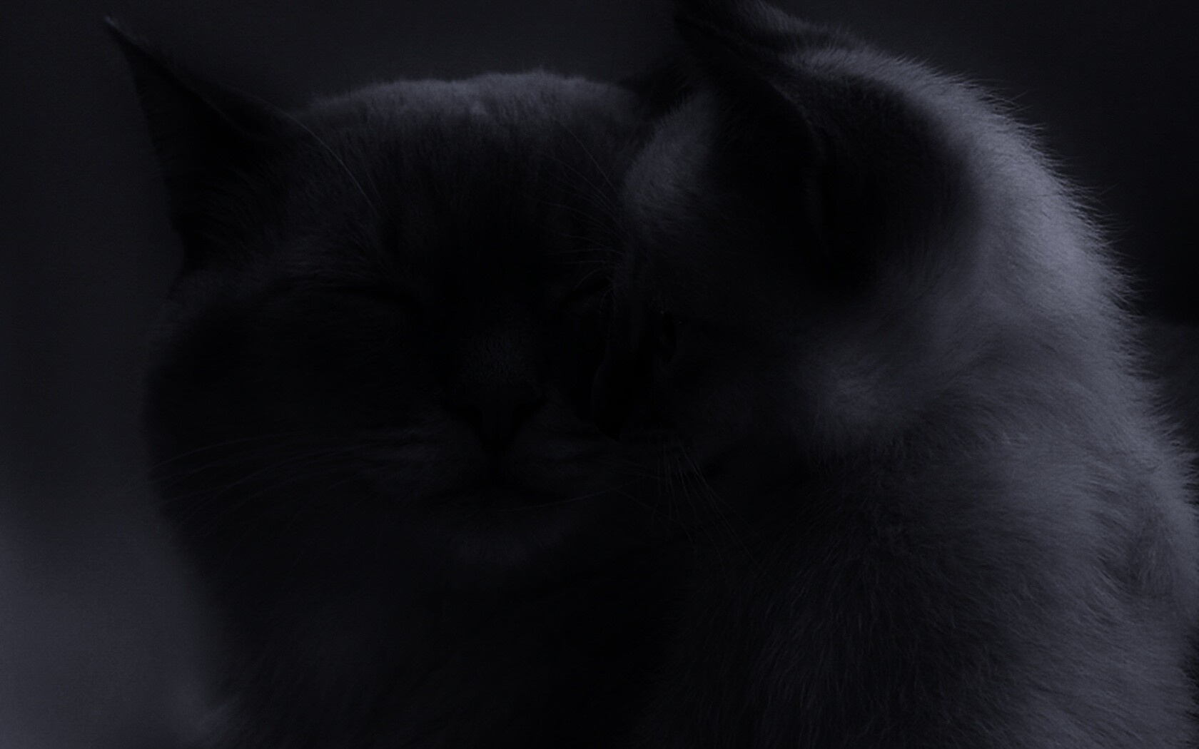 Кошка с котенком обои