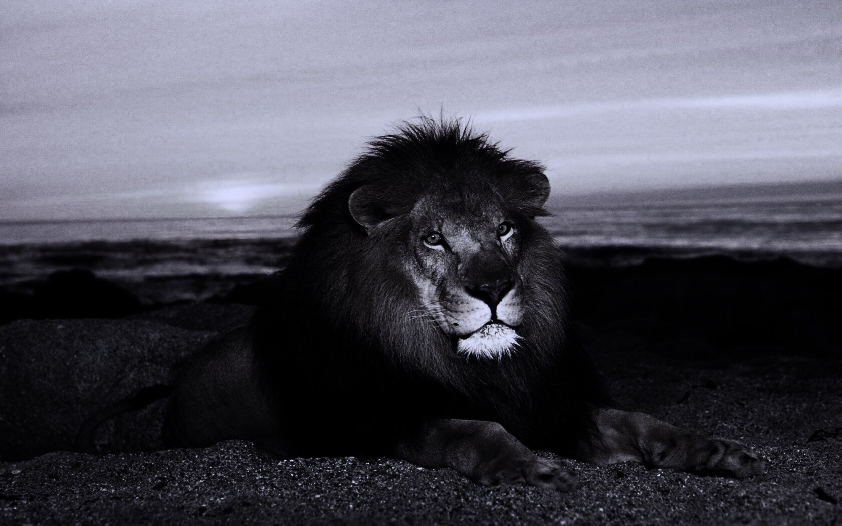 Лев на берегу океана обои