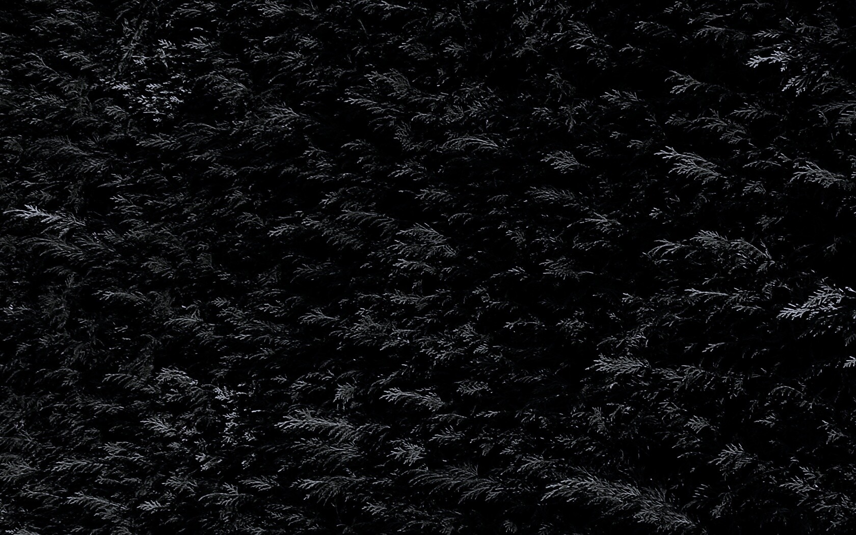 Густые хвойные заросли обои