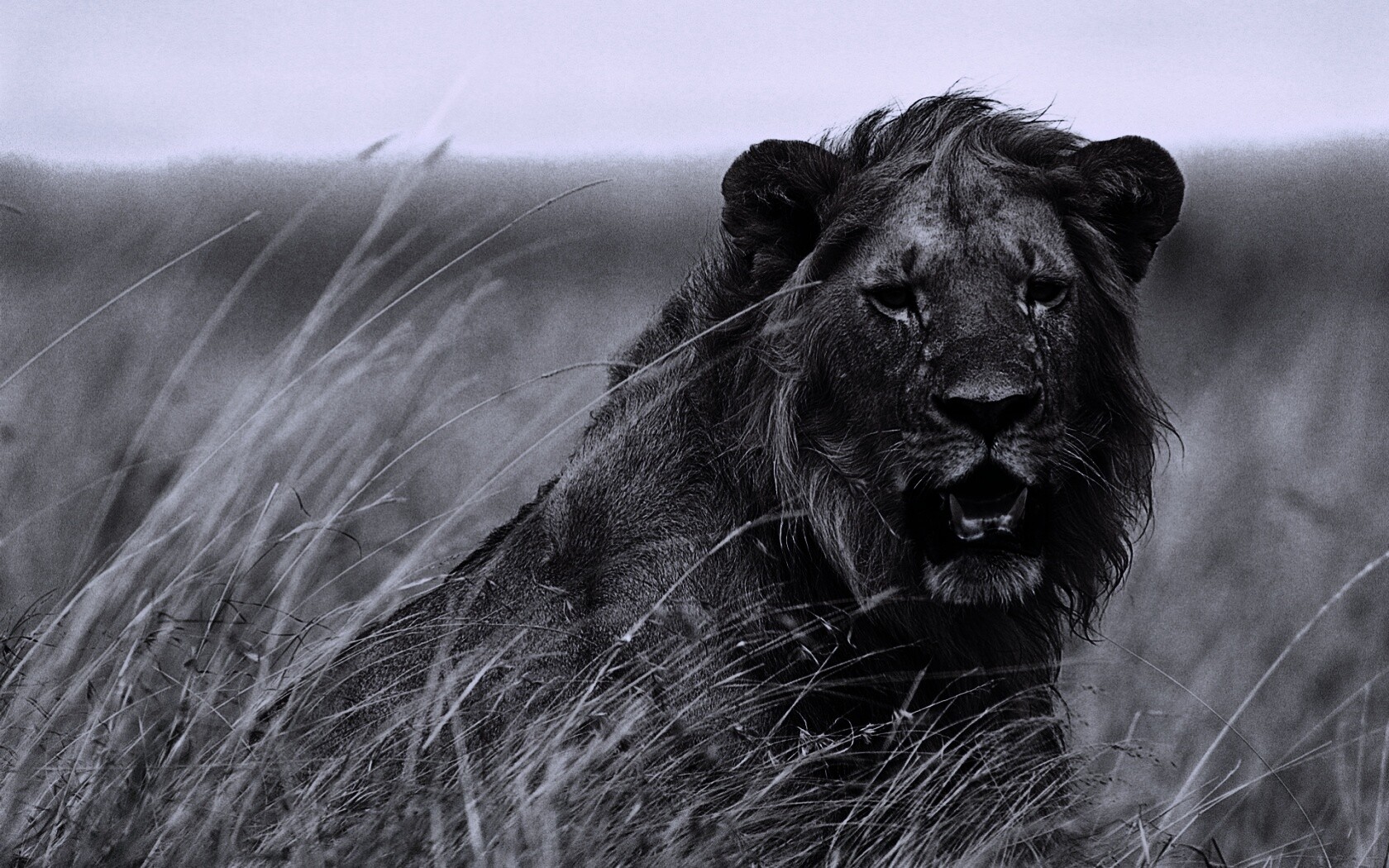 Ярко оранжевый лев обои