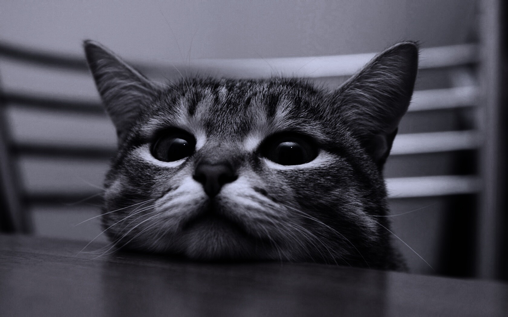 Любопытный котейка обои