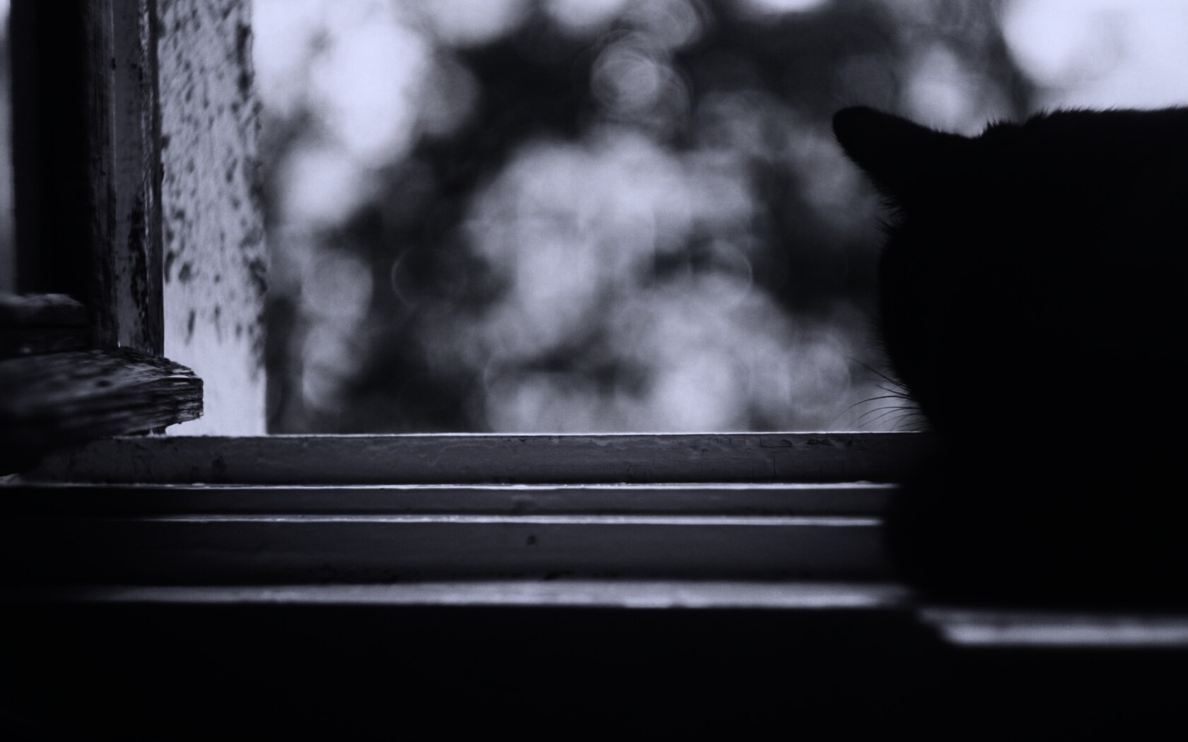 Дремлющий на окне черный кот обои