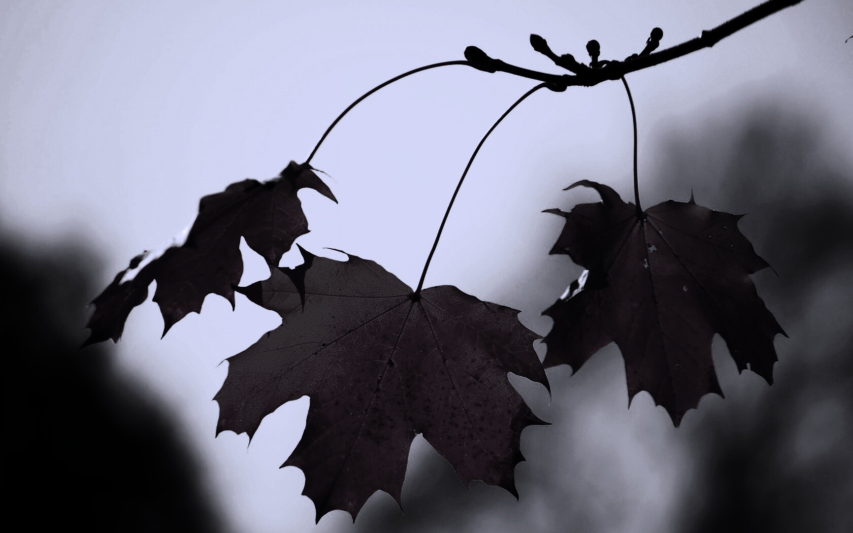 Покрасневшие листья клена обои