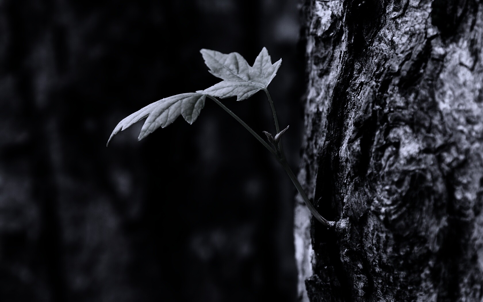 Молодой листик обои