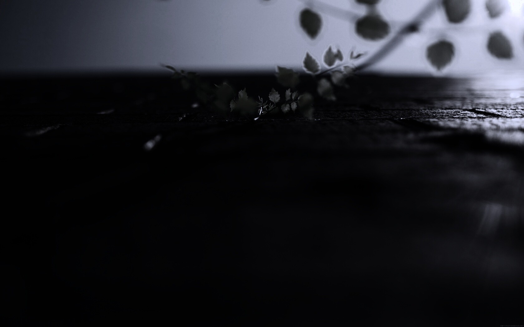 Зеленые ростки в стене обои