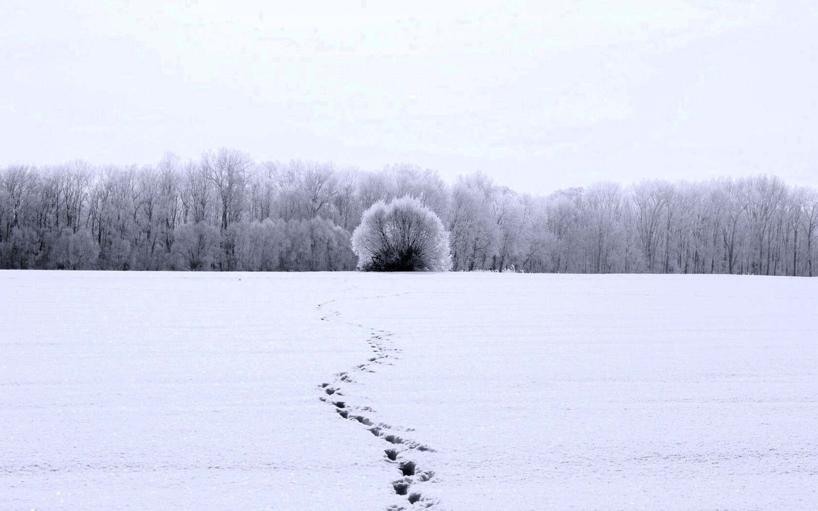 Следы на снегу обои
